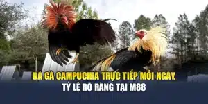Đá Gà Campuchia Trực Tiếp Mỗi Ngày, Tỷ Lệ Rõ Ràng Tại M88
